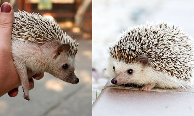 Low-Maintenance Pets: Perfect Companions for Busy Lifestyles