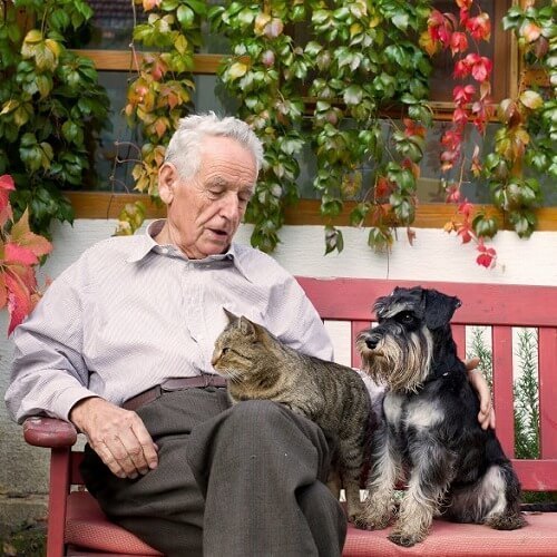 Best Pets for Elderly: Companionship and Comfort for Seniors