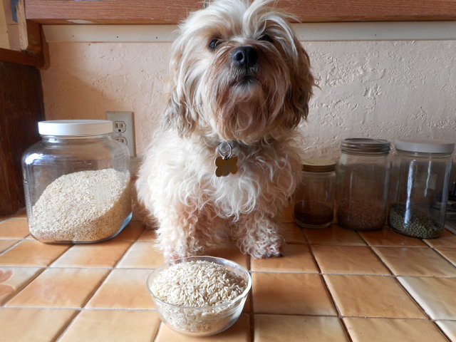 Home Remedies for Dogs: Treating Upset Stomachs, Wounds, and Limping