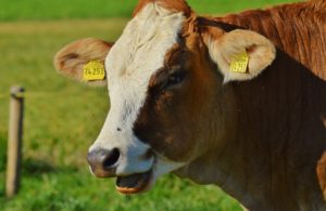 Cows as Pets: Possibilities and Considerations