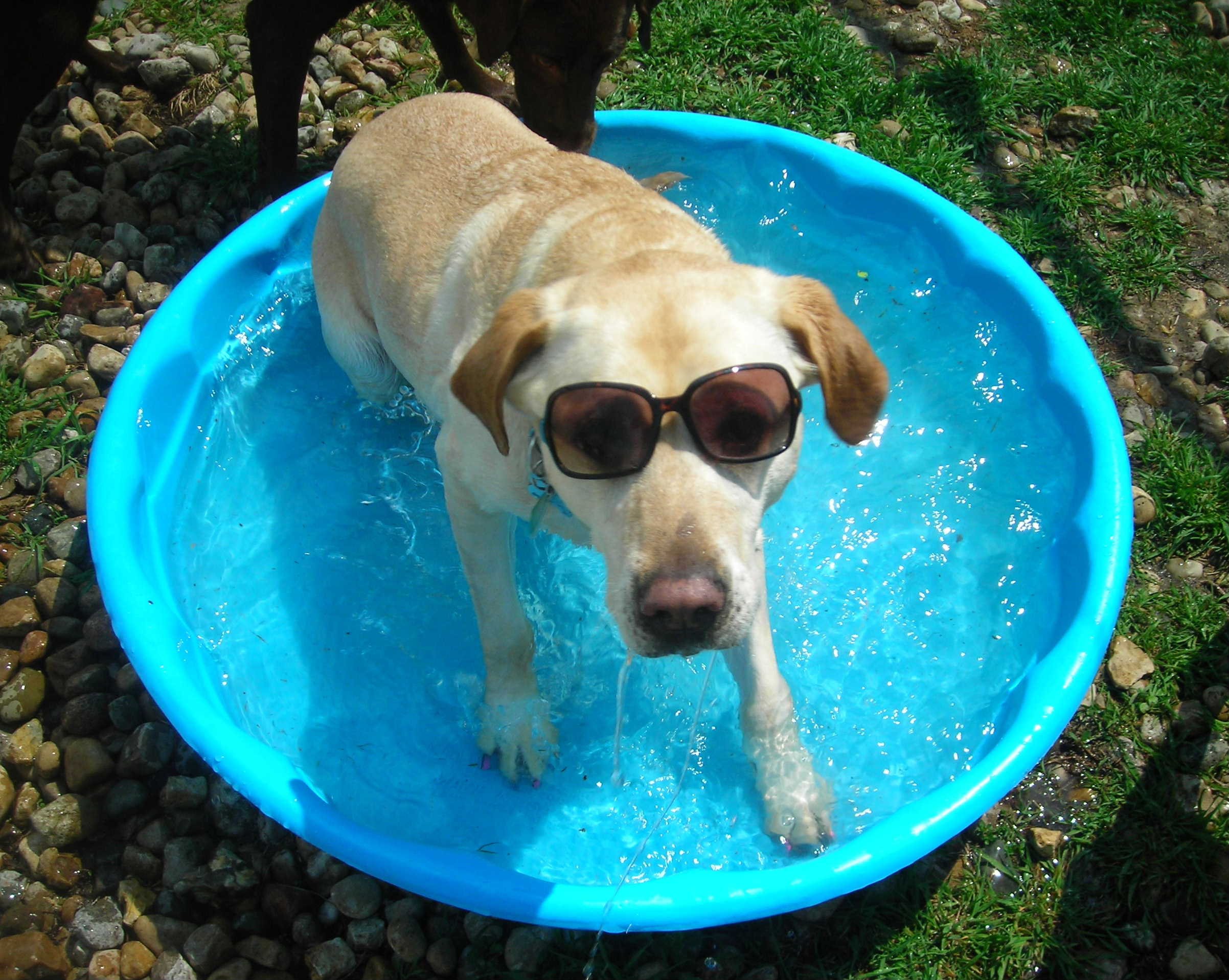 Pet Care Guide: Everything You Need to Know About Virtual and Real-Life Pet Management