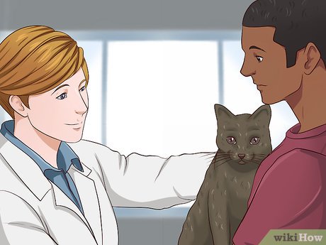 Safe Cat Sedation at Home: Natural Methods and When to Seek Professional Help