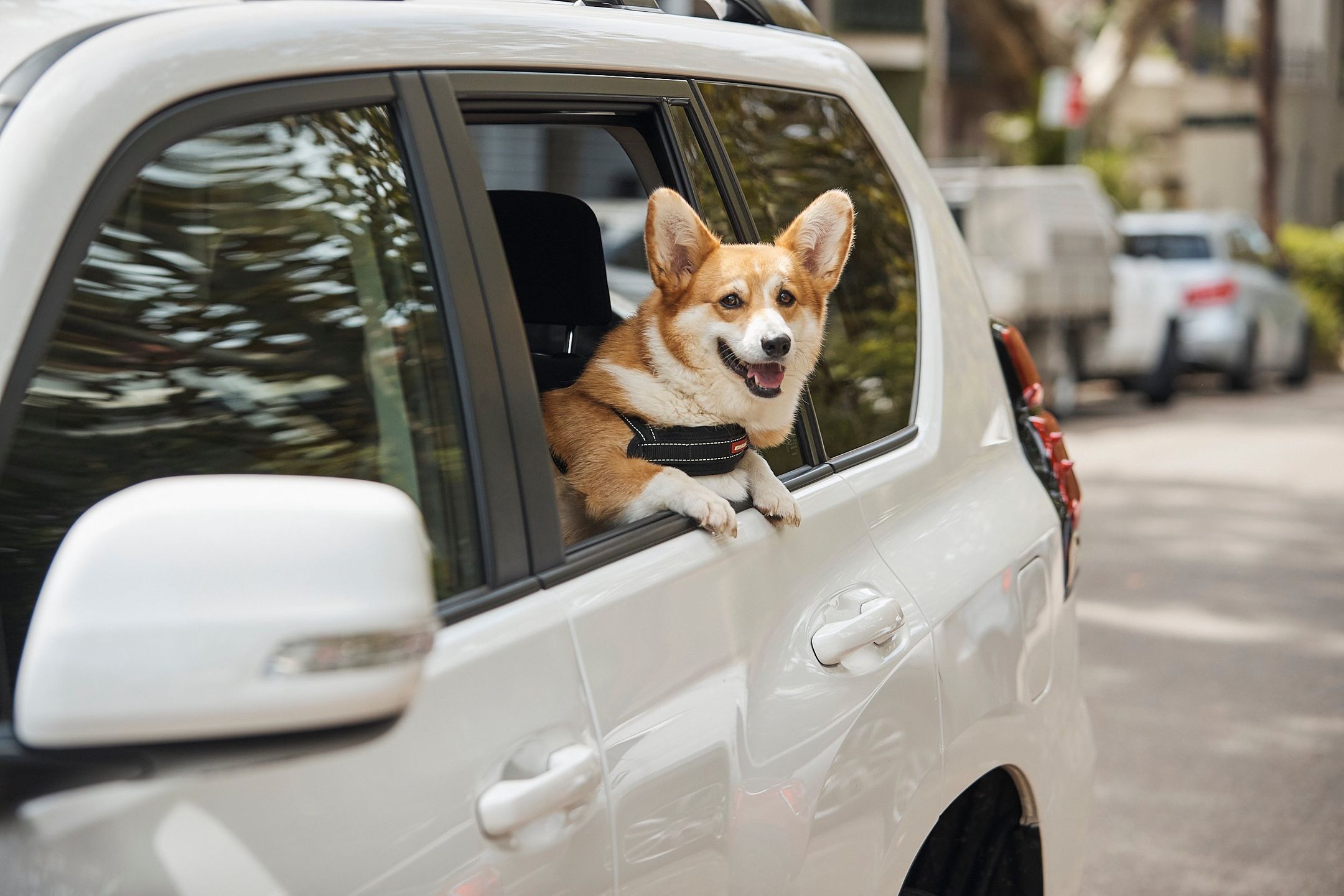 Uber Pet Policy: Complete Guide to Traveling with Your Furry Companions
