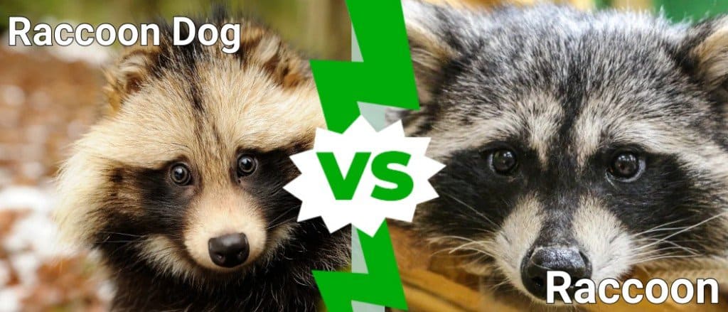 Male vs Female Raccoons as Pets: Complete Guide to Gender Differences