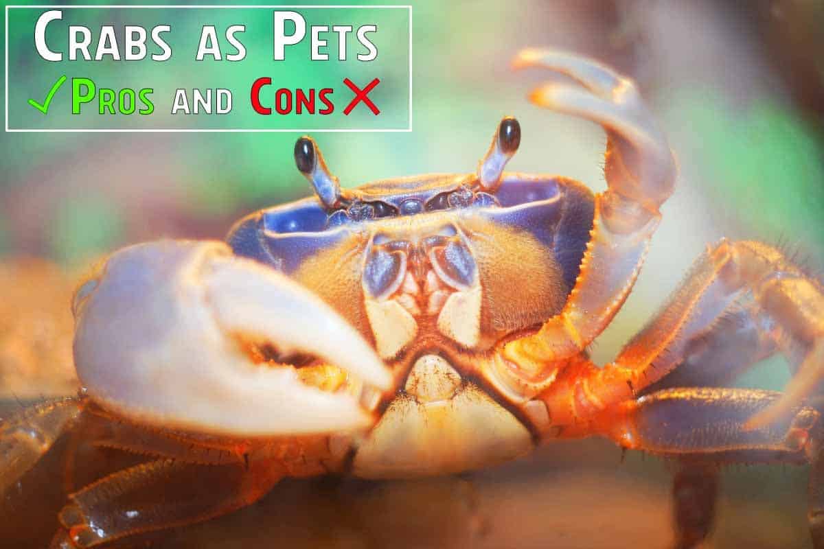 Do Crabs Make Good Pets: Complete Guide to Crab Ownership