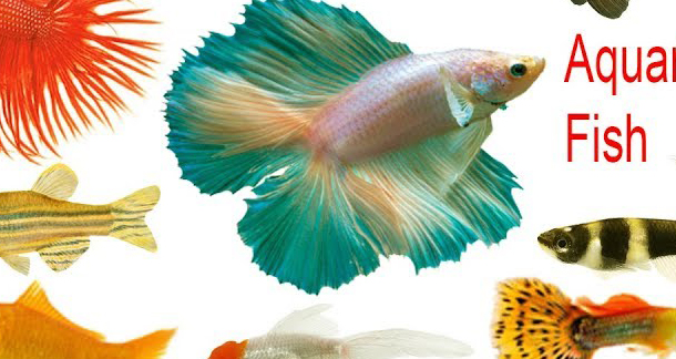 Fish as Pets: Complete Guide to Aquatic Companions