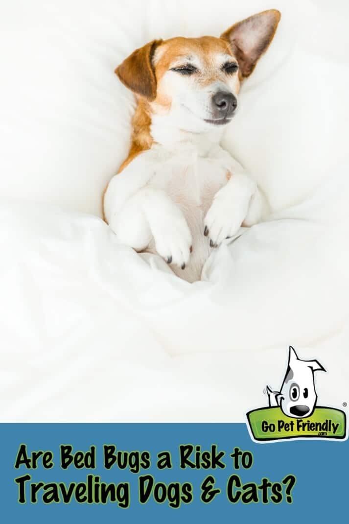 Can Pets Bring in Bed Bugs: Complete Guide to Pet-Related Infestations
