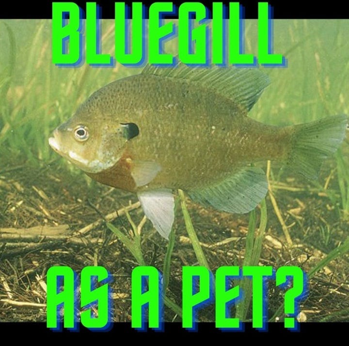Keeping Bluegill as Pets: Complete Guide to Freshwater Fish Care