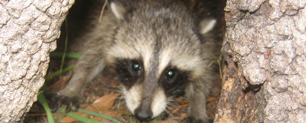 Raccoon Social Behavior: Understanding Pack Dynamics and Group Living