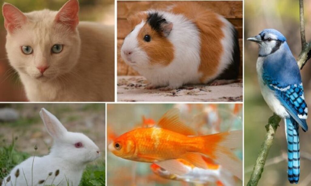 Hobby Lobby Pet Policy: Complete Guide to Shopping with Your Furry Friends