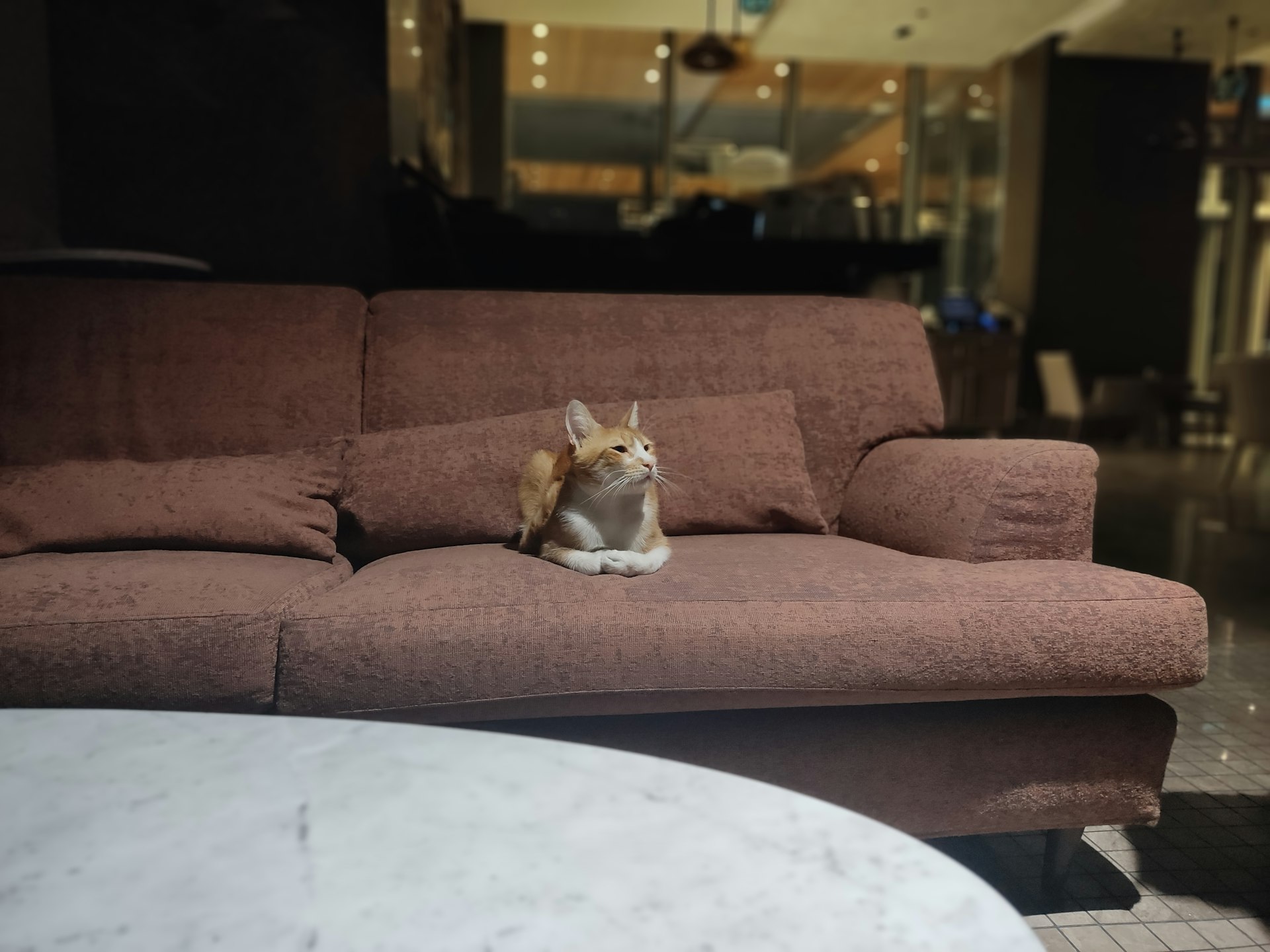 The Future of Pet-Friendly Hotels: Emerging Trends Shaping the Guest Experience