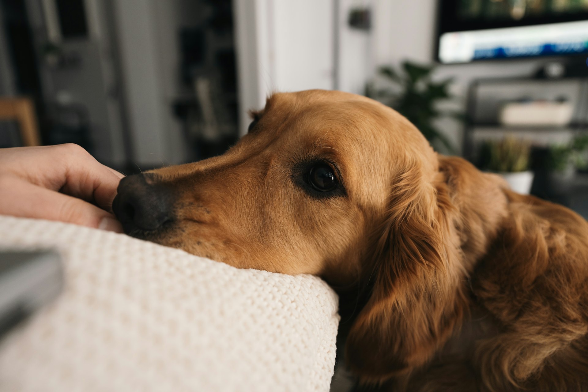 What Does God Say About Pets? Spiritual Insights and Practical Guidance