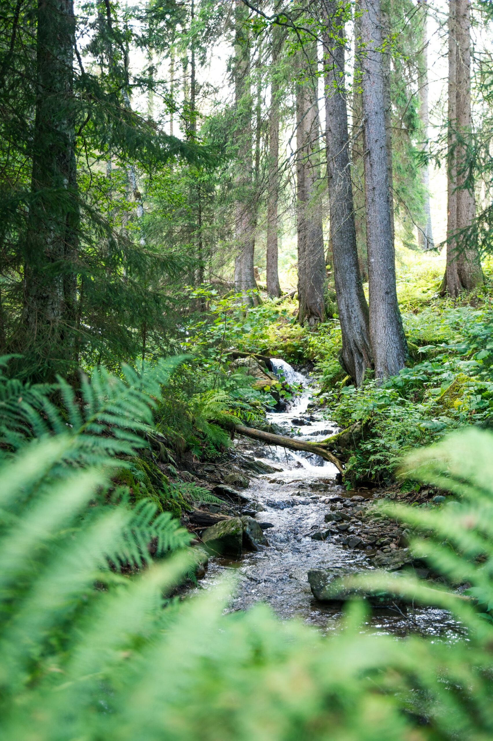 The Quiet Power of Immersing Yourself in Wooded Spaces for Holistic Well-Being