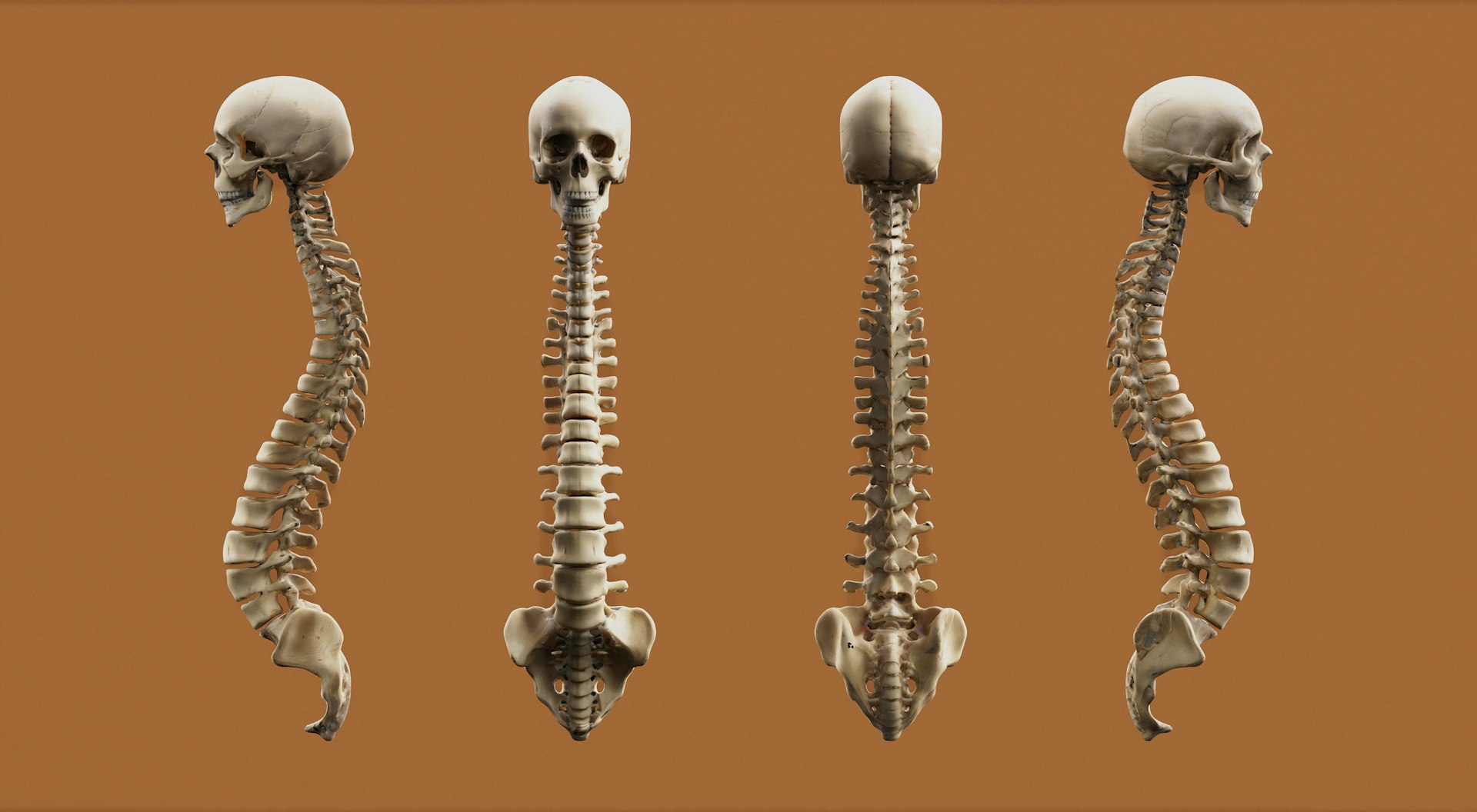Understanding Bone Health: How to Maintain Strong Density and Reduce Osteoporosis Risk